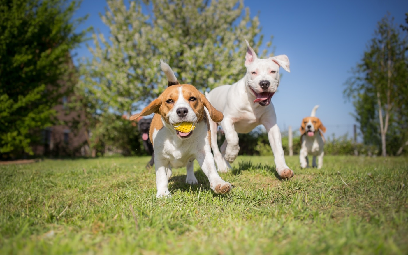 Dogs running and playing together on the grass