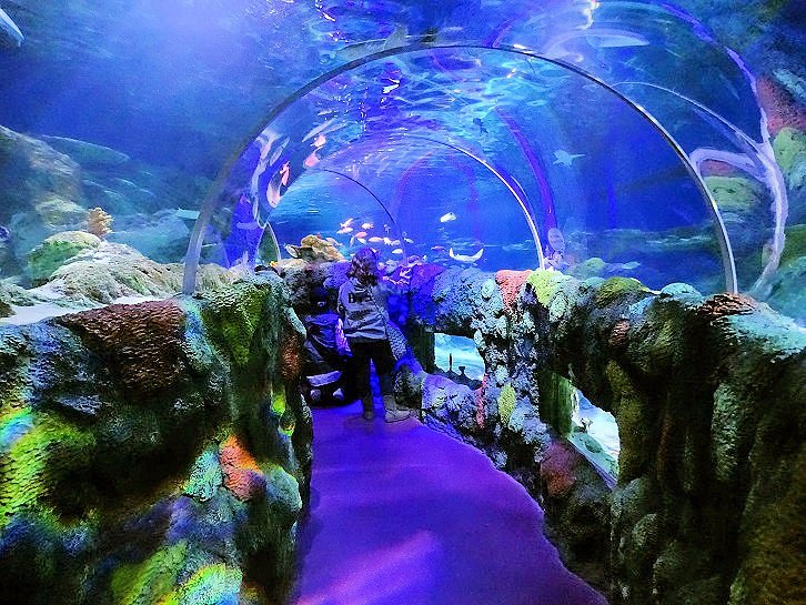 SEA LIFE Charlotte-Concord